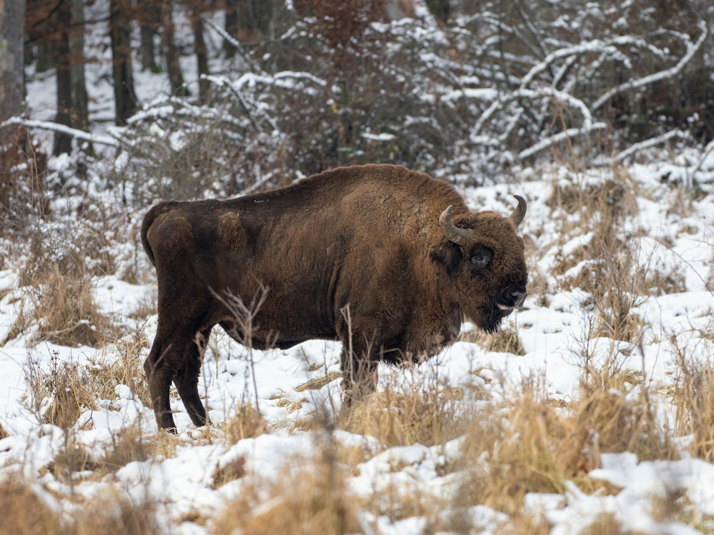 European Bison