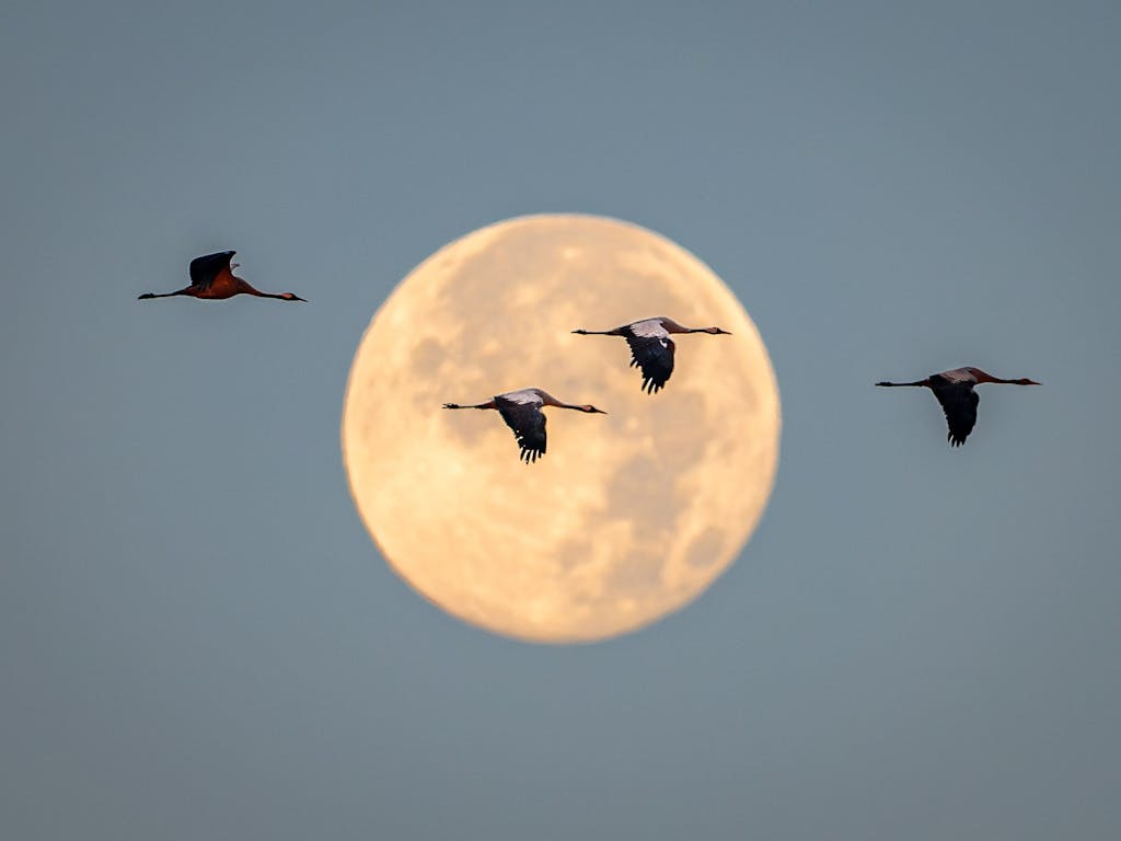 Common Cranes flying over the Super Hunters Moon