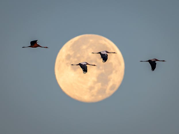 Common Cranes Autumn Migration