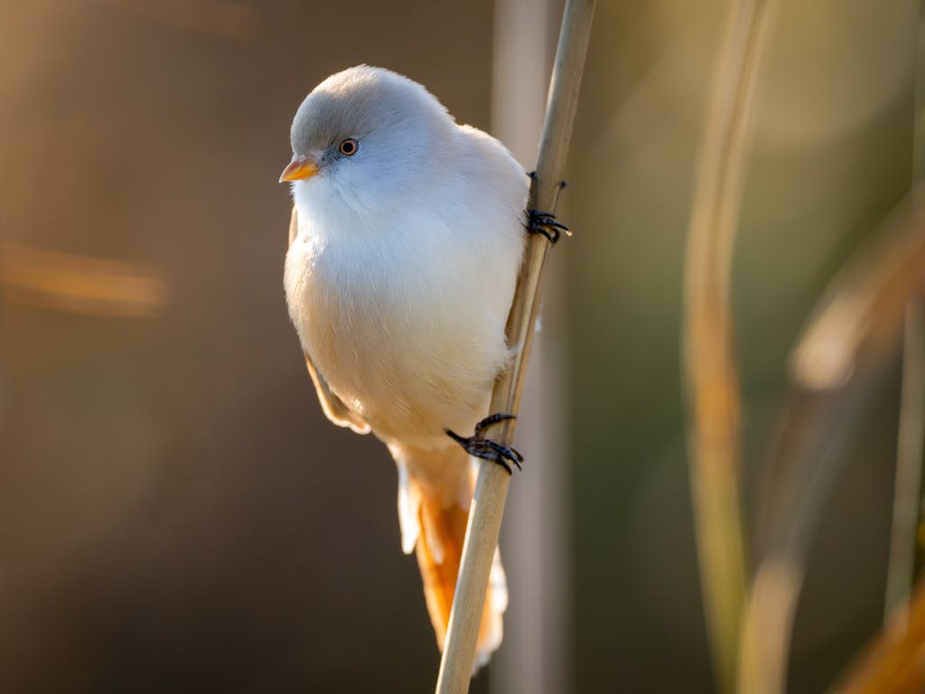 Bearded reedling