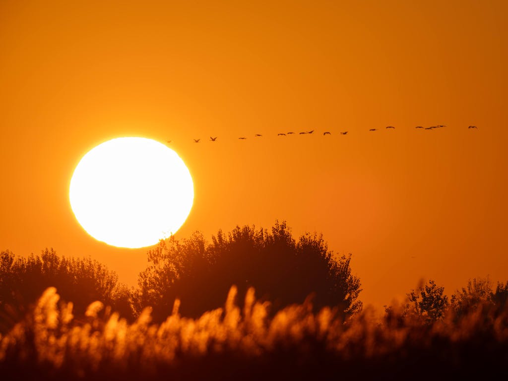 Common Cranes at Sunrise