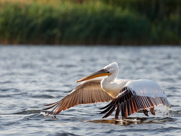 Romania - Danube Delta